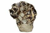 Polished Septarian Spiderweb Sculpture ( lbs) #93160-2